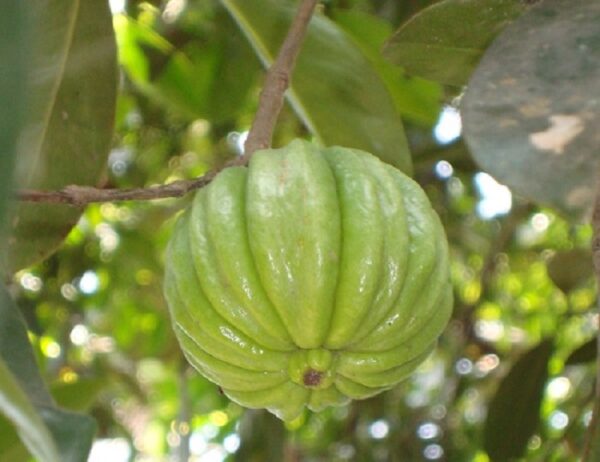 Garcinia Cambogia Weight Loss