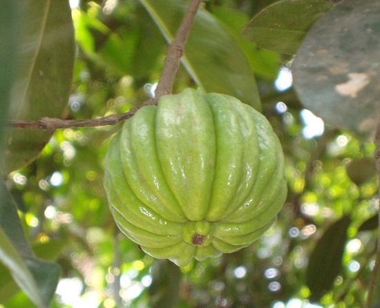 garcinia cambogia